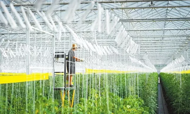 加強規模化種植基地建設與農業生產托管服務，助力蔬菜產業穩定發展