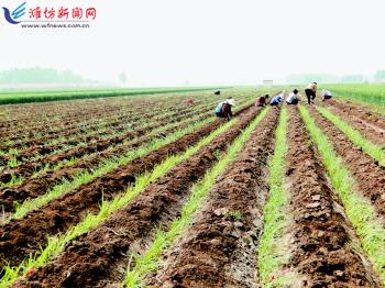 農(nóng)業(yè)生產(chǎn)托管服務(wù) 賦能現(xiàn)代農(nóng)業(yè)，繪就鄉(xiāng)村振興新圖景