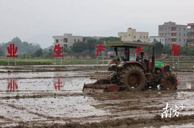 電白建設千畝農業生產托管服務示范基地，全力當好農民“田保姆”